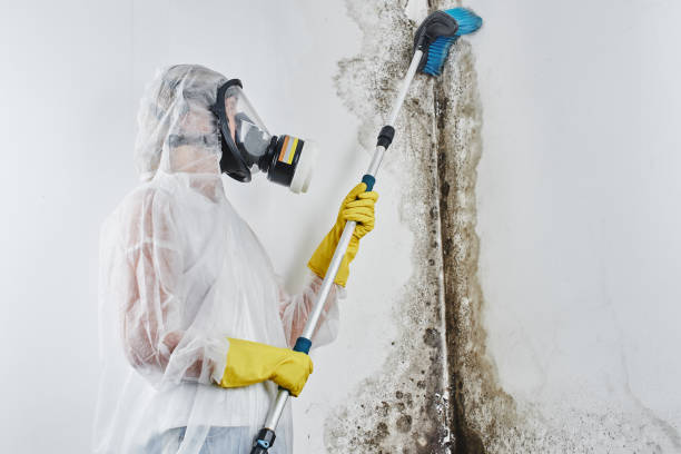 Why You Should Choose Our Mold Remediation Services in Bay Minette, AL